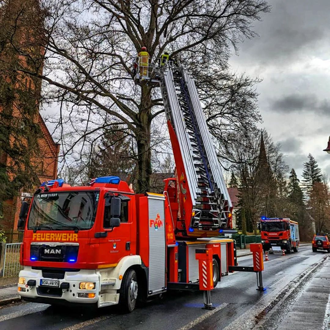 02 - H1 Baum auf Straße