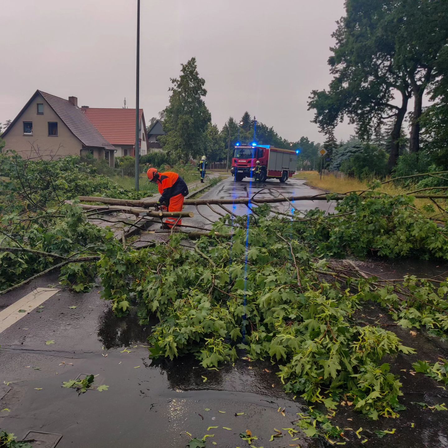 34 - H1 Baum auf Straße