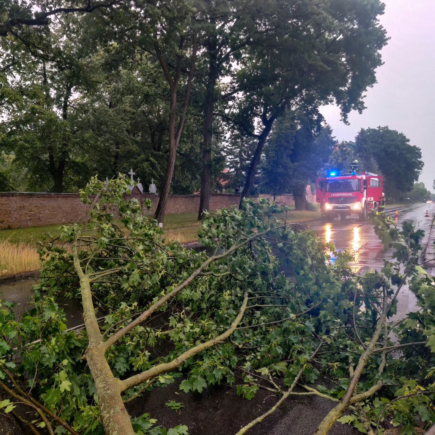 34 - H1 Baum auf Straße