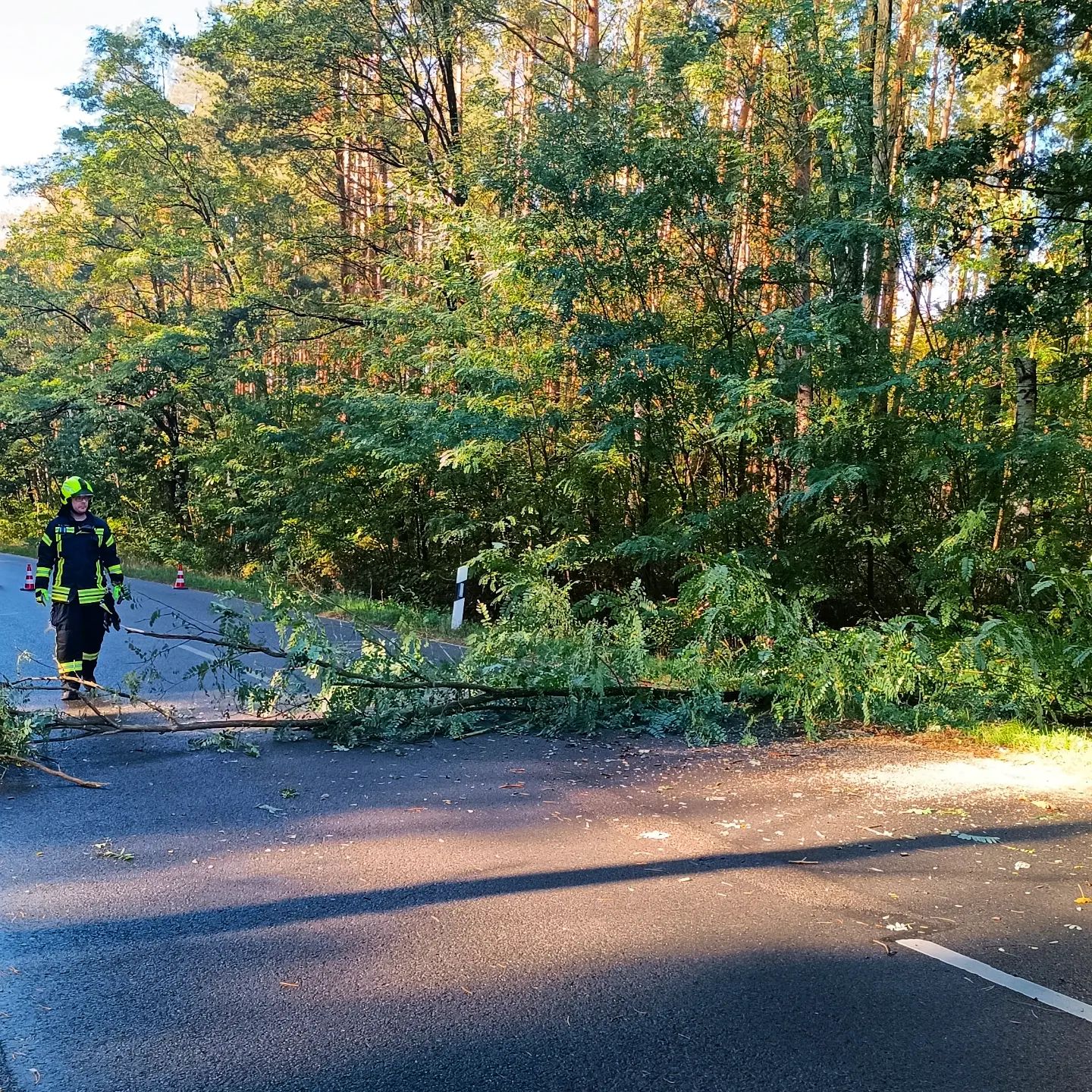 61 - H1 Baum auf Straße