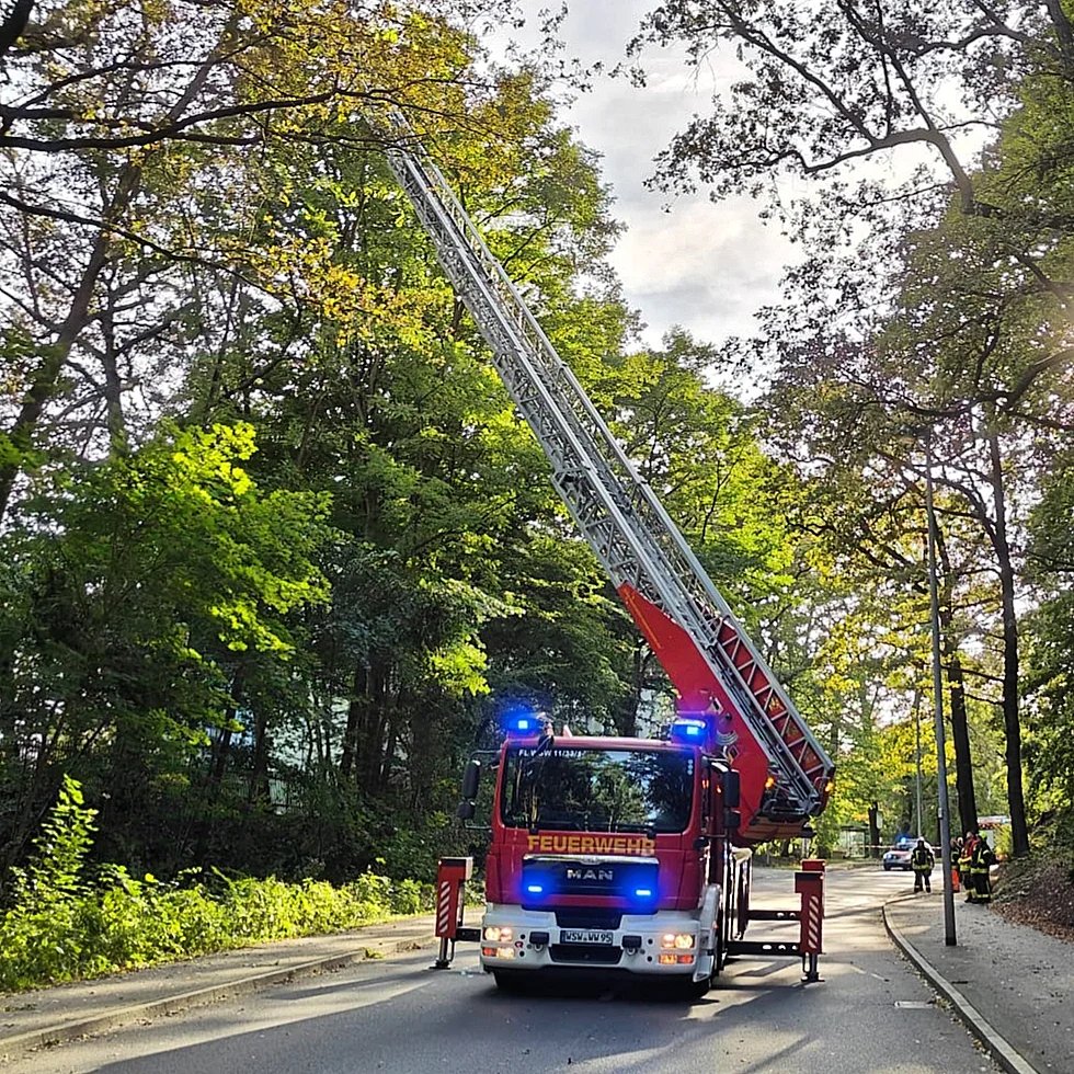 59 - H1 Baum auf Straße