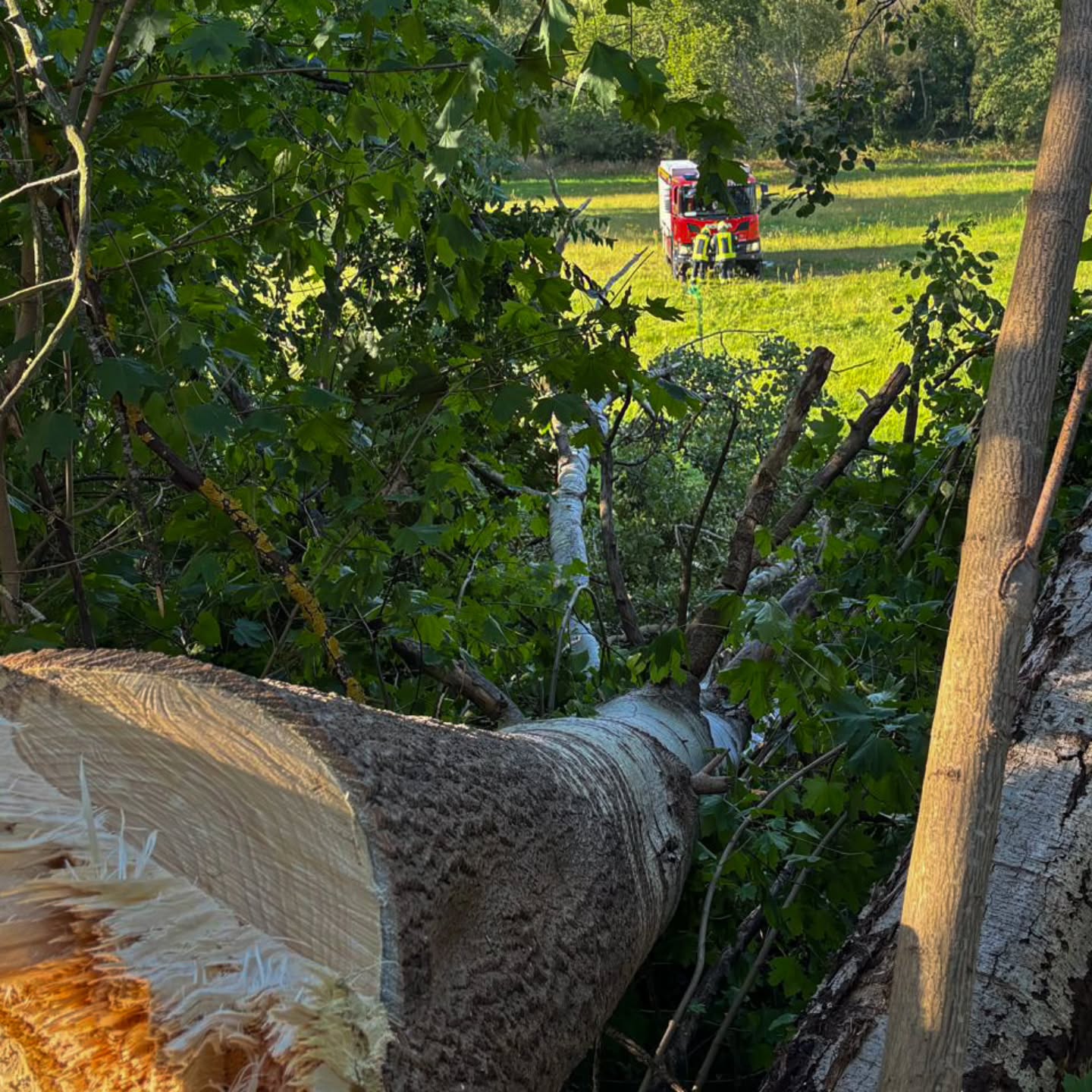44 - H1 Baum auf Straße